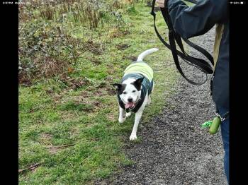 Cattle Dog Dogs Available for Adoption in Vancouver, Washington - Molly | PetCurious
