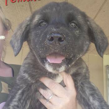 Shepherd and Great Pyrenees Dogs Available for Adoption in Armonk, New York - AAD Upcoming Arrival! Flower - 26074 | PetCurious