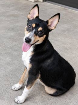 ARIA (MN) -  Mixed Breed Dog for Adoption in Klein, Texas - ARIA (MN) | PetCurious
