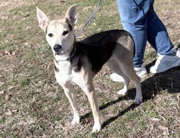 German Shepherd Dog Dogs Available for Adoption - Bagel | PetCurious
