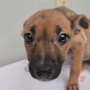 Terrier Dogs Available for Adoption in San Jacinto, California - Mantis | PetCurious