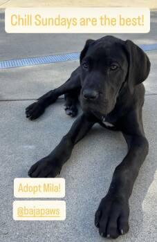 Great Dane Dogs Available for Adoption - Mila | PetCurious