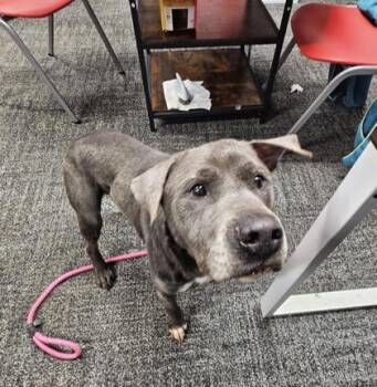 Mixed Breed Dogs Available for Adoption in West Chester, Pennsylvania - Alfred | PetCurious