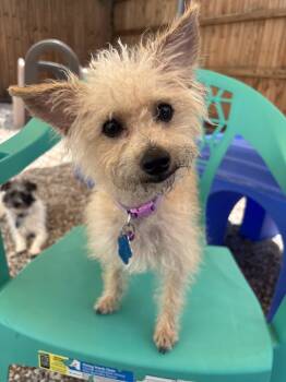 Rescue West Highland White Terrier Westie and Terrier Dogs for Adoption in Broken Arrow, Oklahoma - Sandy | PetCurious