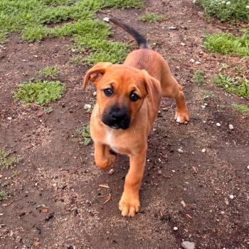 Pit Bull Terrier and Mastiff Dogs Available for Adoption - Chicken Little | PetCurious