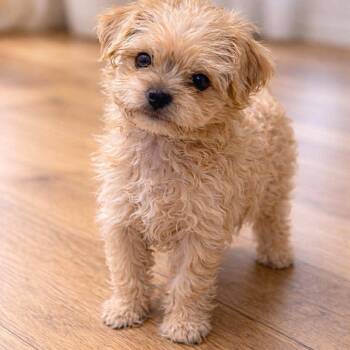 Terrier and Shih Tzu Dogs Available for Adoption - Alder  | PetCurious