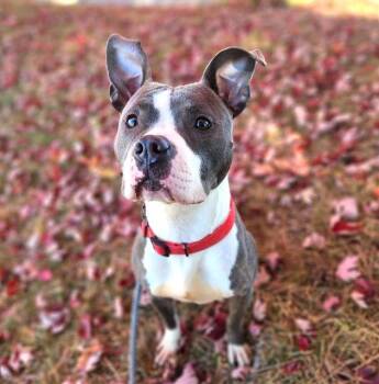 Rescue Pit Bull Terrier Dogs for Adoption in Minneapolis, Minnesota - MARIAH | PetCurious