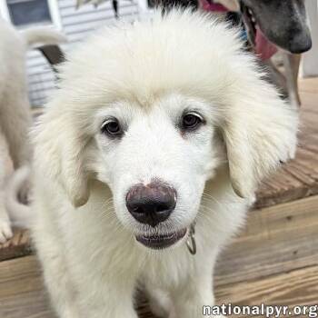 Rescue Great Pyrenees Dogs for Adoption in Beacon, New York - Marcus In VA - All-Around Fantastic Pup! | PetCurious