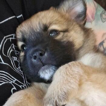 Sophia -  Shepherd and Shiba Inu Dog for Adoption in Phoenix, Arizona - Sophia | PetCurious