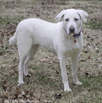 Rescue Caucasian Sheepdog Caucasian Ovtcharka Dogs for Adoption in Nashville, Tennessee - Fallon | PetCurious