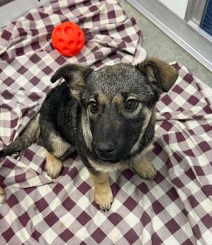Rescue Shepherd Dogs for Adoption in Yellowknife, Northwest Territories - Pinto | PetCurious