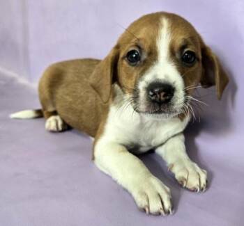 Rat Terrier and Mixed Breed Dogs Available for Adoption in Morton Grove, Illinois - Eenie | PetCurious