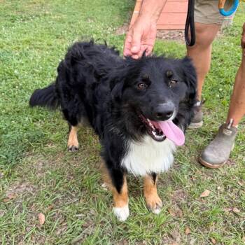 Australian Shepherd Dogs Available for Adoption in Carencro, Louisiana - Sampson | PetCurious