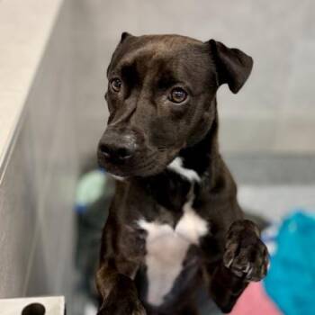 Truffle -  Labrador Retriever and Mixed Breed Dog for Adoption in Atlanta, Georgia - Truffle | PetCurious