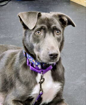 Rescue Labrador Retriever Dogs for Adoption - Gracie | PetCurious