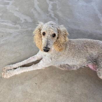 BETTY -  Poodle Dog for Adoption in Richmond, California - BETTY | PetCurious