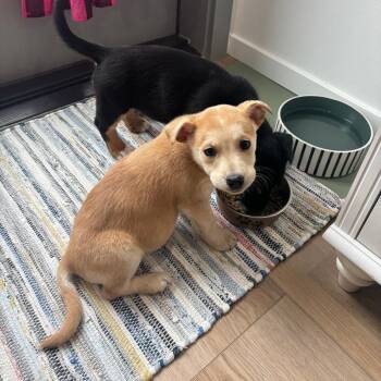Rose -  Terrier and Mixed Breed Dog for Adoption in Redmond, Washington - Rose | PetCurious