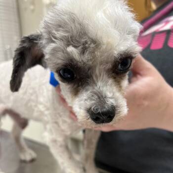 #49 -  Miniature Poodle Dog for Adoption in Pekin, Illinois - #49 | PetCurious