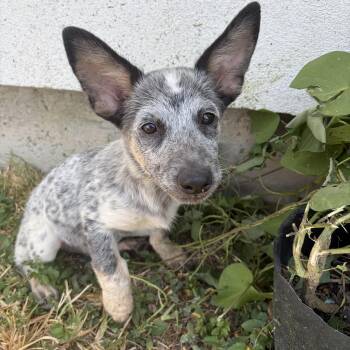 Ariel -  Australian Cattle Dog Blue Heeler Dog for Adoption in Harlingen, Texas - Ariel | PetCurious