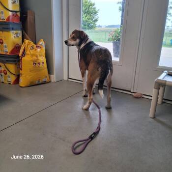Shiloh -  Hound Dog for Adoption in Hartford City, Indiana - Shiloh | PetCurious