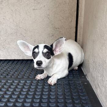 Sydney -  Chihuahua Dog for Adoption in San Gabriel, California - Sydney | PetCurious