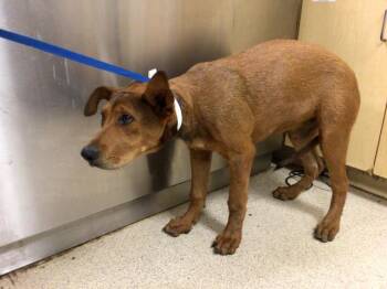 GINGER -  Redbone Coonhound and Mixed Breed Dog for Adoption in Riverside, California - GINGER | PetCurious
