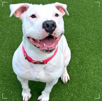 Rescue Pit Bull Terrier Dogs for Adoption in Simi Valley, California - Kanga | PetCurious