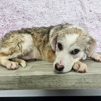 Labrador Retriever and Husky Dogs Available for Adoption in Normal, Illinois - Samantha | PetCurious