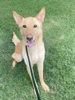 Alice -  Shepherd and Mixed Breed Dog for Adoption in Fort Worth, Texas - Alice | PetCurious