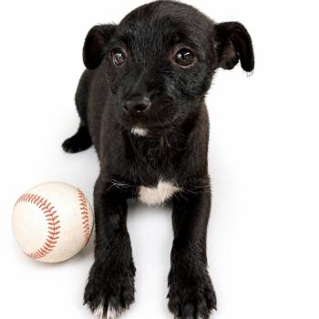 Terrier and Dachshund Dogs Available for Adoption in Citrus Heights, California - Alfalfa | PetCurious