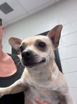 Frankie Boy -  Chihuahua Dog for Adoption in Chattanooga, Tennessee - Frankie Boy | PetCurious