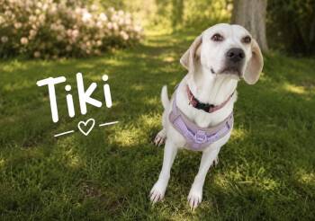 Tiki -  Hound and Labrador Retriever Dog for Adoption in Lucas, Texas - Tiki | PetCurious