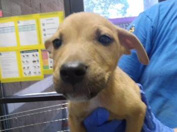 COPPER -  Pit Bull Terrier and Mixed Breed Dog for Adoption in Tulsa, Oklahoma - COPPER | PetCurious