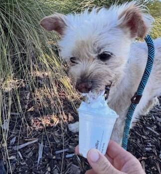 Coop -  Terrier Dog for Adoption in West Hollywood, California - Coop | PetCurious