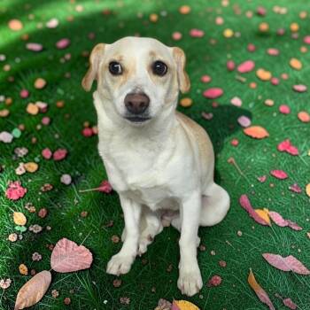 Cally -  Beagle Dog for Adoption in Dallas, Georgia - Cally | PetCurious