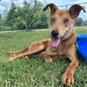 Nicks -  Catahoula Leopard Dog and Hound Dog for Adoption in Carencro, Louisiana - Nicks | PetCurious