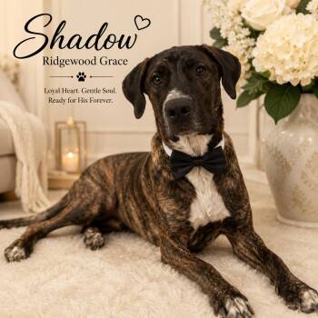 Shadow Ridgewood Grace -  Labrador Retriever and Australian Cattle Dog Blue Heeler Dog for Adoption in Farmington, Missouri - Shadow Ridgewood Grace | PetCurious