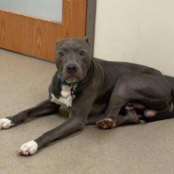 Davis -  Pit Bull Terrier Dog for Adoption in Lynchburg, Virginia - Davis | PetCurious