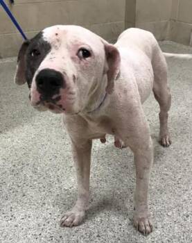 Rescue Pit Bull Terrier and Mixed Breed Dogs for Adoption in Conroe, Texas - LILY | PetCurious