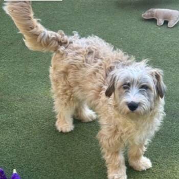 Poodle Dogs Available for Adoption - Portl | PetCurious