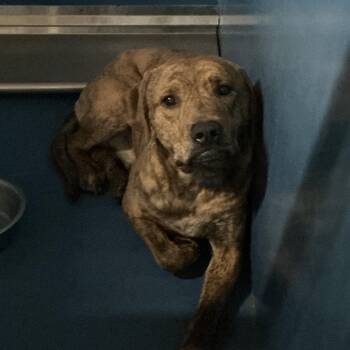 Pit Bull Terrier Dogs Available for Adoption in Saint Joseph, Missouri - Hammer | PetCurious