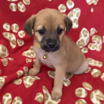 Lego Pup - Skipper -  Chihuahua and Terrier Dog for Adoption in San Diego, California - Lego Pup - Skipper | PetCurious