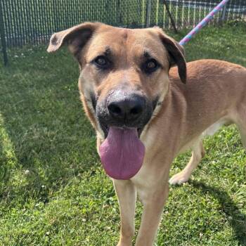 Moose -  Shepherd Dog for Adoption in West Jefferson, Ohio - Moose | PetCurious