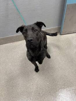 DREAM PIE -  Pit Bull Terrier Dog for Adoption in Las Vegas, Nevada - DREAM PIE | PetCurious