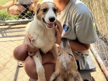 Yew -  Mixed Breed Dog for Adoption in Georgetown, South Carolina - Yew | PetCurious