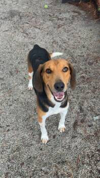 Rawlings -  Hound Dog for Adoption in Georgetown, South Carolina - Rawlings | PetCurious