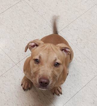 Brewster -  Terrier Dog for Adoption in Mocksville, North Carolina - Brewster | PetCurious