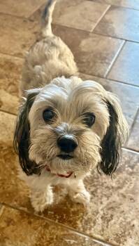 Camie -  Lhasa Apso Dog for Adoption in Coppell, Texas - Camie | PetCurious