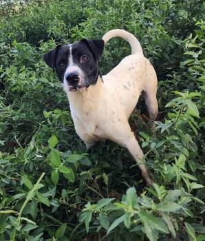 Rescue Rat Terrier Dogs for Adoption in Troy, Alabama - Carlton | PetCurious