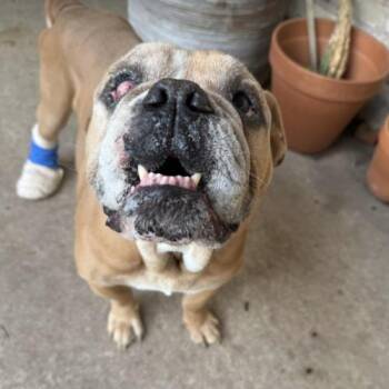 English Bulldog Dogs Available for Adoption in Austin, Texas - Nathaniel | PetCurious